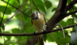 鸟麻豆,探寻神秘鸟类的传奇故事